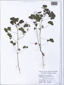 Oxalis corniculata L., Eastern Europe, Moscow region (E4a) (Russia)