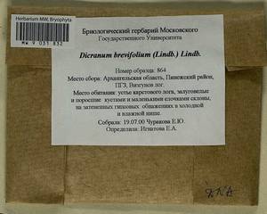 Dicranum brevifolium (Lindb.) Lindb., Bryophytes, Bryophytes - European North East (B7) (Russia)