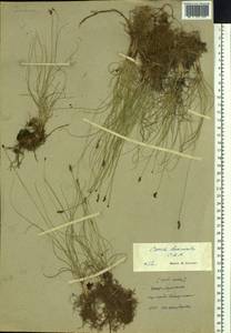 Carex duriuscula C.A.Mey., Siberia, Yakutia (S5) (Russia)