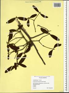 Viscum album L., Caucasus, Azerbaijan (K6) (Azerbaijan)