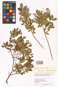 Spiraea media Schmidt, Siberia, Western Siberia (S1) (Russia)