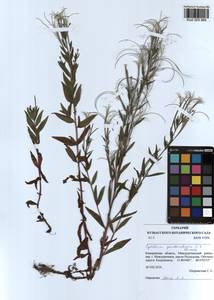 Epilobium pseudorubescens A. K. Skvortsov, Siberia, Altai & Sayany Mountains (S2) (Russia)