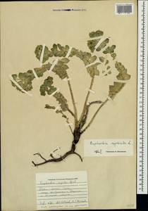 Euphorbia myrsinites L., Crimea (KRYM) (Russia)