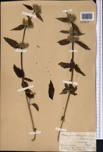 Stachyopsis oblongata (Schrenk) Popov & Vved., Middle Asia, Pamir & Pamiro-Alai (M2) (Tajikistan)