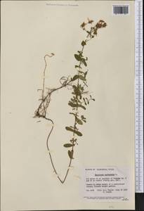 Hypericum perforatum L., America (AMER) (United States)