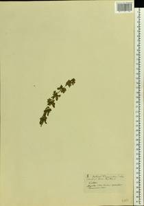 Cruciata laevipes Opiz, Eastern Europe, Moscow region (E4a) (Russia)