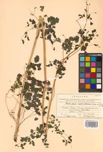 Thalictrum sparsiflorum Turcz. ex Fisch. & C. A. Mey., Siberia, Russian Far East (S6) (Russia)