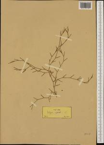 Dianthus nudiflorus Griff., Western Europe (EUR) (Greece)