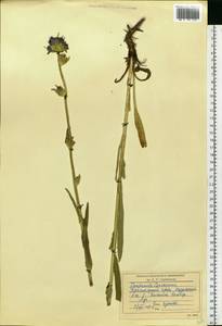 Campanula cervicaria L., Siberia, Central Siberia (S3) (Russia)