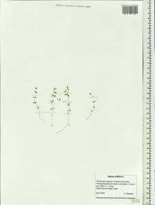 Galium trifidum L., Siberia, Baikal & Transbaikal region (S4) (Russia)