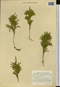 Dendrolycopodium juniperoideum (Sw.) A. Haines, Siberia, Russian Far East (S6) (Russia)