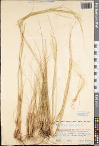 Stipa capillata L., Eastern Europe, North Ukrainian region (E11) (Ukraine)