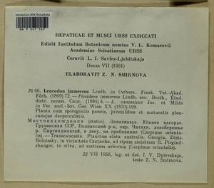 Leucodon immersus Lindb., Bryophytes, Bryophytes - Transcaucasia (B13) (Georgia)