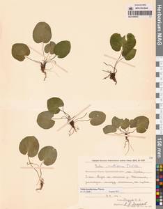 Viola epipsila subsp. repens (Turcz.) W.Becker, Siberia, Chukotka & Kamchatka (S7) (Russia)