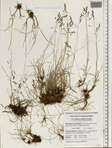 Poa pratensis L., Eastern Europe, Northern region (E1) (Russia)