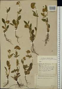 Anthyllis vulneraria subsp. polyphylla (DC.)Nyman, p.p., Eastern Europe, North-Western region (E2) (Russia)