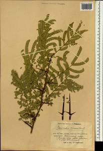 Gleditsia triacanthos L., South Asia, South Asia (Asia outside ex-Soviet states and Mongolia) (ASIA) (China)