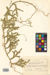 Lycopodium clavatum L., Siberia, Russian Far East (S6) (Russia)