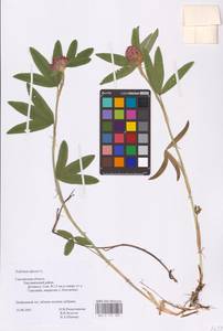 Trifolium alpestre L., Eastern Europe, Western region (E3) (Russia)