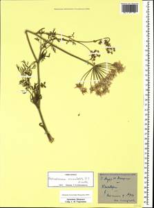 Astrodaucus orientalis (L.) Drude, Caucasus, Armenia (K5) (Armenia)