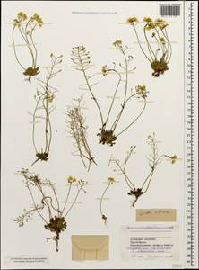 Draba sibirica (Pall.) Thell., Caucasus, Stavropol Krai, Karachay-Cherkessia & Kabardino-Balkaria (K1b) (Russia)