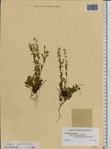 Polygala amarella, Eastern Europe, Northern region (E1) (Russia)