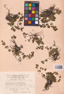 Alchemilla nemoralis Alechin, Eastern Europe, Eastern region (E10) (Russia)