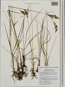 Anthoxanthum nitens (Weber) Y.Schouten & Veldkamp, Eastern Europe, Northern region (E1) (Russia)