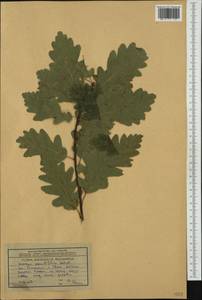 Quercus petraea (Matt.) Liebl., Western Europe (EUR) (Bulgaria)