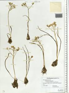 Ornithogalum orthophyllum subsp. kochii (Parl.) Zahar., Eastern Europe, Lower Volga region (E9) (Russia)