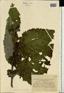 Cirsium waldsteinii Rouy, Eastern Europe, West Ukrainian region (E13) (Ukraine)