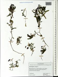 Potamogeton crispus L., Eastern Europe, Central forest region (E5) (Russia)