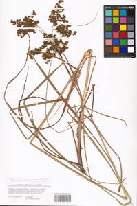 Scirpus cyperinus (L.) Kunth, Eastern Europe, Belarus (E3a) (Belarus)