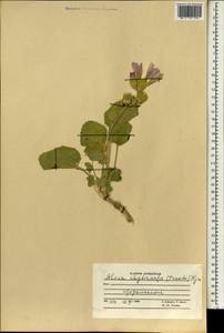 Alcea rhyticarpa (Trautv.) Iljin, South Asia, South Asia (Asia outside ex-Soviet states and Mongolia) (ASIA) (Afghanistan)