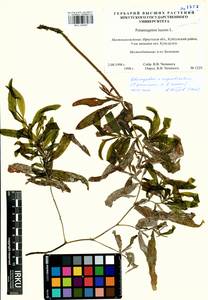 Potamogeton × angustifolius J.Presl, Siberia, Baikal & Transbaikal region (S4) (Russia)