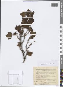 Ribes nigrum L., Siberia, Baikal & Transbaikal region (S4) (Russia)