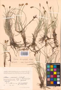 Carex stenophylla Wahlenb., Eastern Europe, Lower Volga region (E9) (Russia)