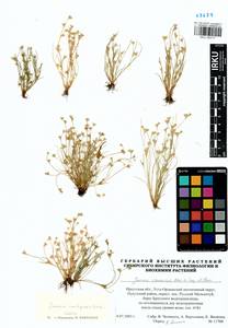 Juncus ranarius Songeon & E. P. Perrier, Siberia, Baikal & Transbaikal region (S4) (Russia)