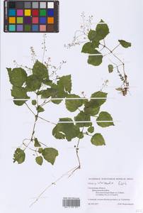 Circaea ×intermedia Ehrh., Eastern Europe, Western region (E3) (Russia)