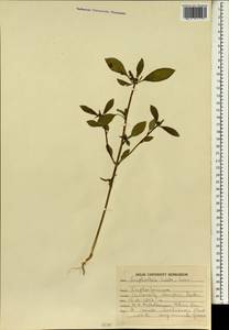 Euphorbia hirta L., South Asia, South Asia (Asia outside ex-Soviet states and Mongolia) (ASIA) (India)