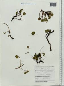 Salix herbacea L., Eastern Europe, Northern region (E1) (Russia)