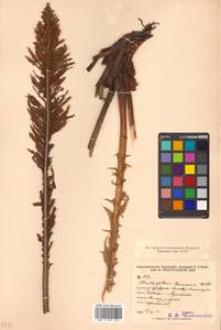 Matteuccia struthiopteris (L.) Tod., Siberia, Russian Far East (S6) (Russia)