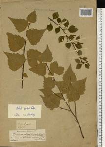 Betula pubescens Ehrh., Eastern Europe, Central forest-and-steppe region (E6) (Russia)