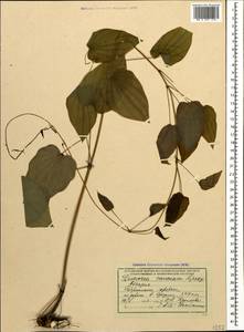 Dioscorea caucasica Lipsky, Caucasus, Abkhazia (K4a) (Abkhazia)