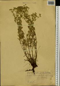 Potentilla argentea L., Siberia, Western (Kazakhstan) Altai Mountains (S2a) (Kazakhstan)