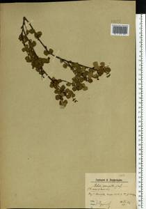 Betula nana × humilis, Eastern Europe, Northern region (E1) (Russia)