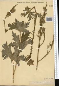 Aconitum leucostomum Vorosch., Middle Asia, Dzungarian Alatau & Tarbagatai (M5) (Kazakhstan)
