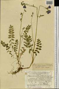 Polemonium caeruleum subsp. campanulatum Th. Fr., Siberia, Chukotka & Kamchatka (S7) (Russia)