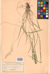 Calamagrostis arundinacea (L.) Roth, Eastern Europe, Moscow region (E4a) (Russia)