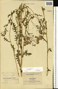 Senecio vernalis Waldst. & Kit., Eastern Europe, South Ukrainian region (E12) (Ukraine)